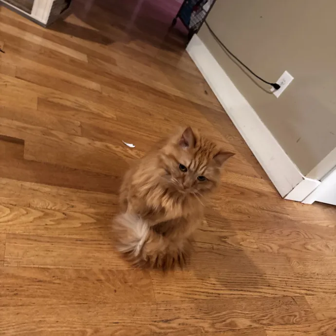 Friendly Cat Sitter photo 2