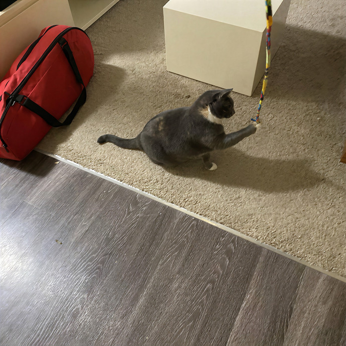 Dedicated Cat Butler