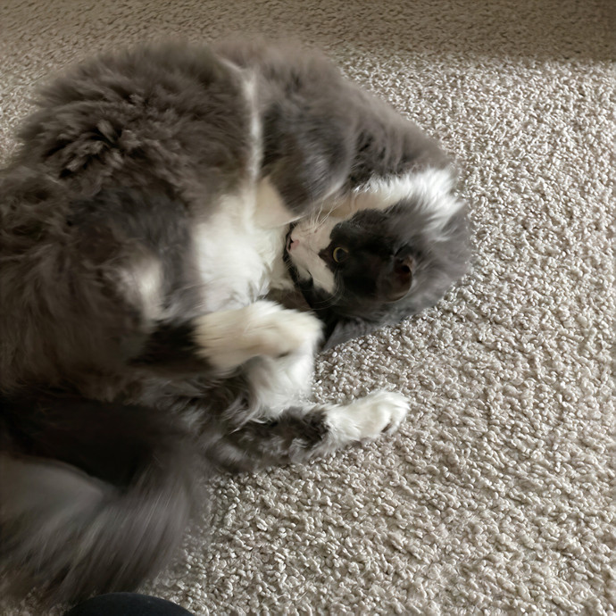 Dedicated Cat Butler