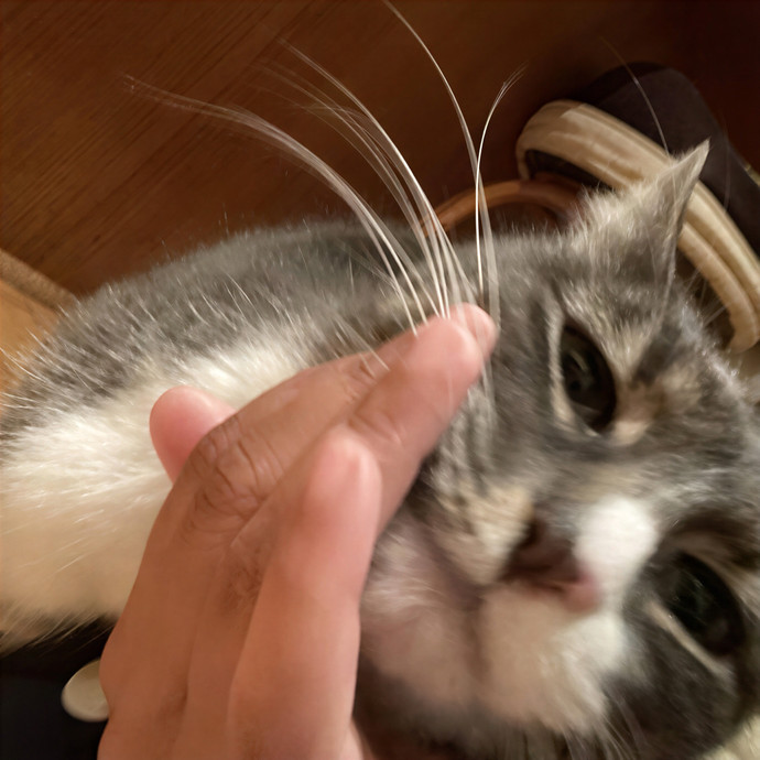 Dedicated Cat Butler
