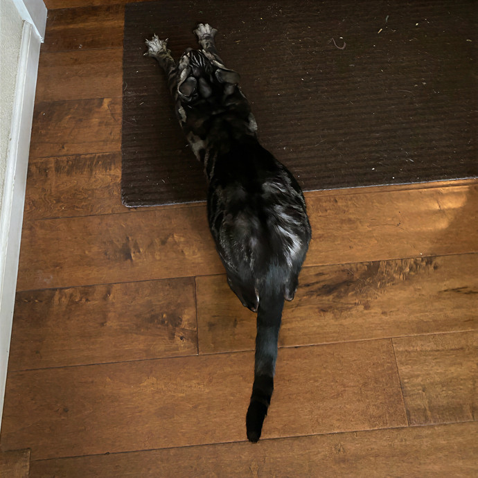 Dedicated Cat Butler