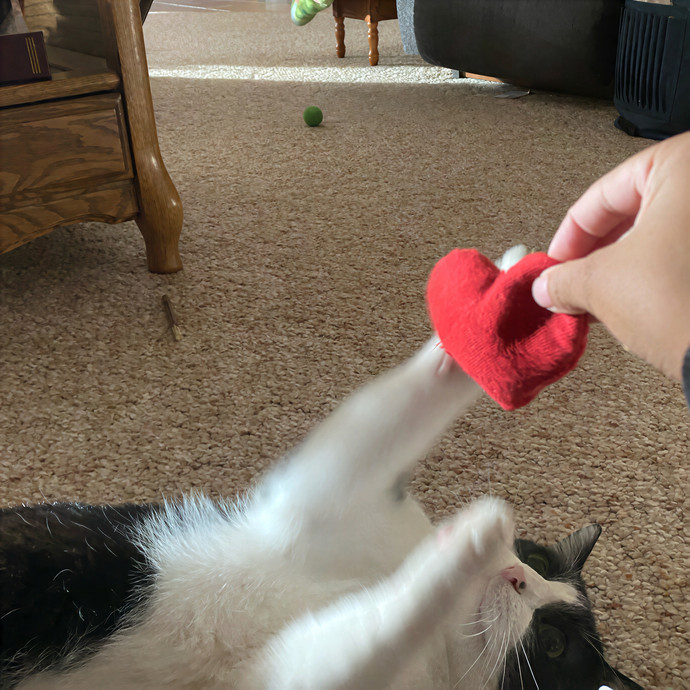 Dedicated Cat Butler