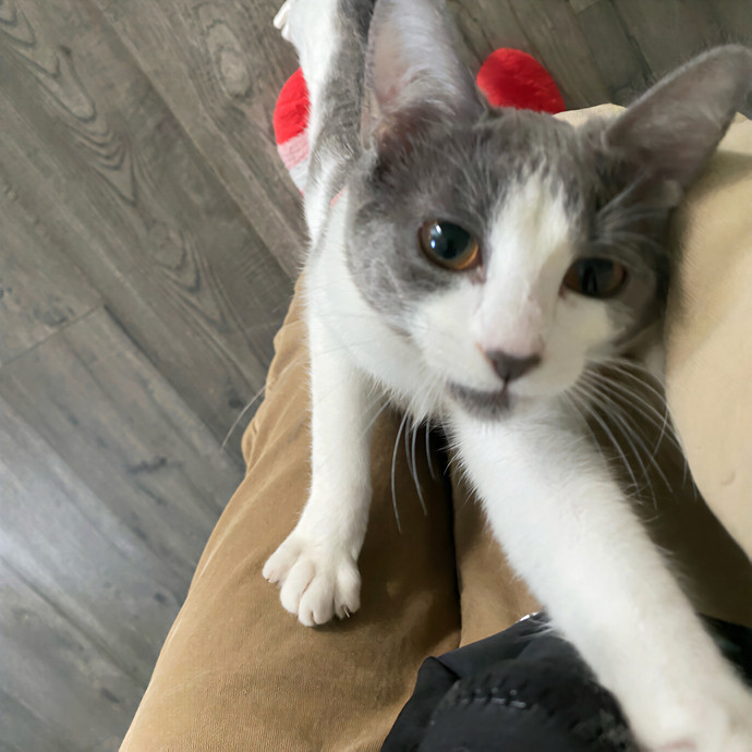 Dedicated Cat Butler