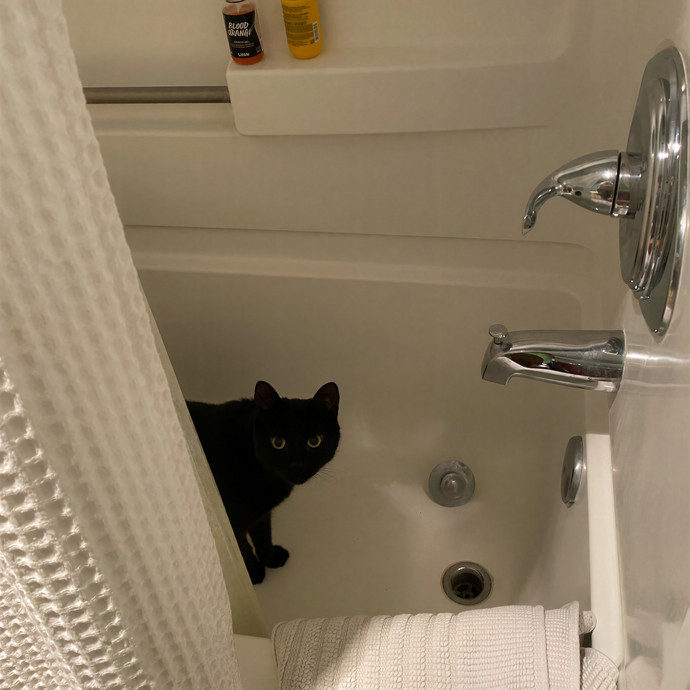 Dedicated Cat Butler