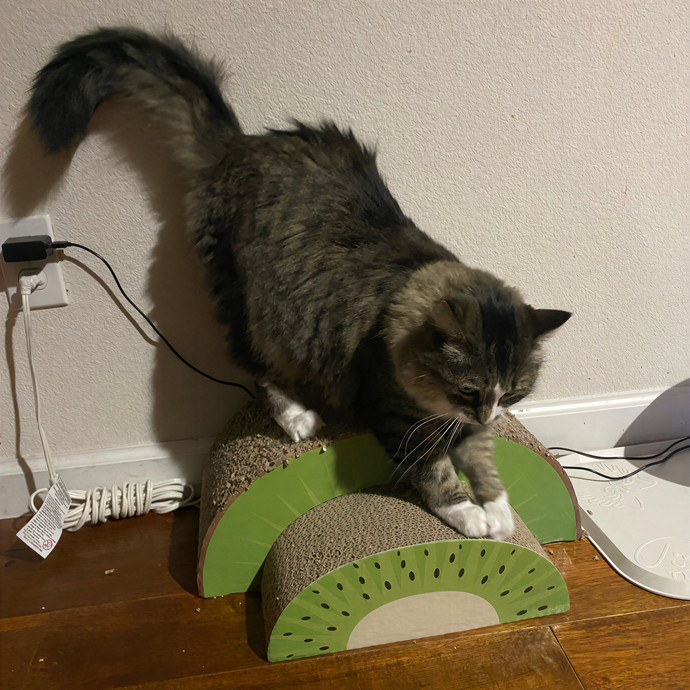 Dedicated Cat Butler