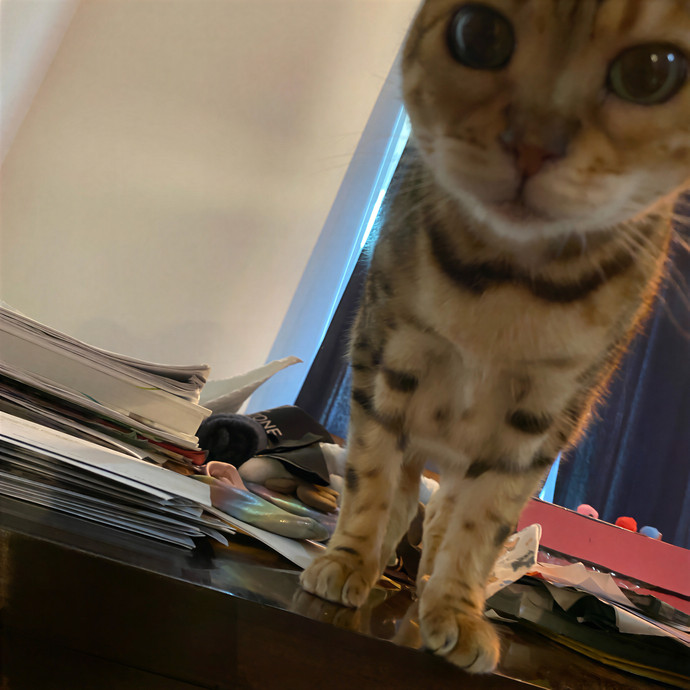 Dedicated Cat Butler