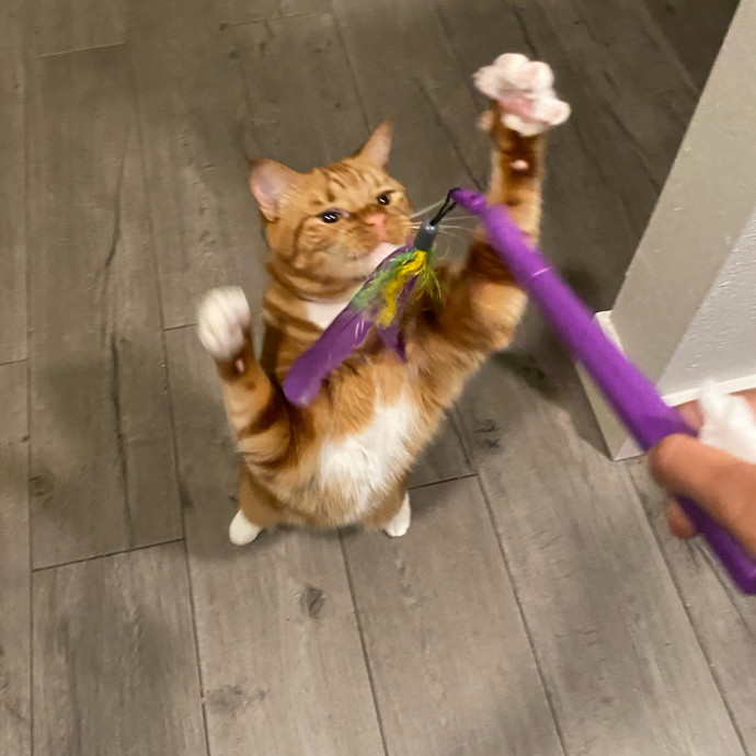 Dedicated Cat Butler