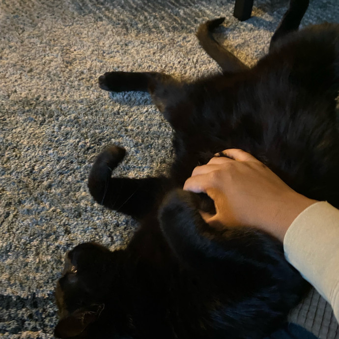 Dedicated Cat Butler