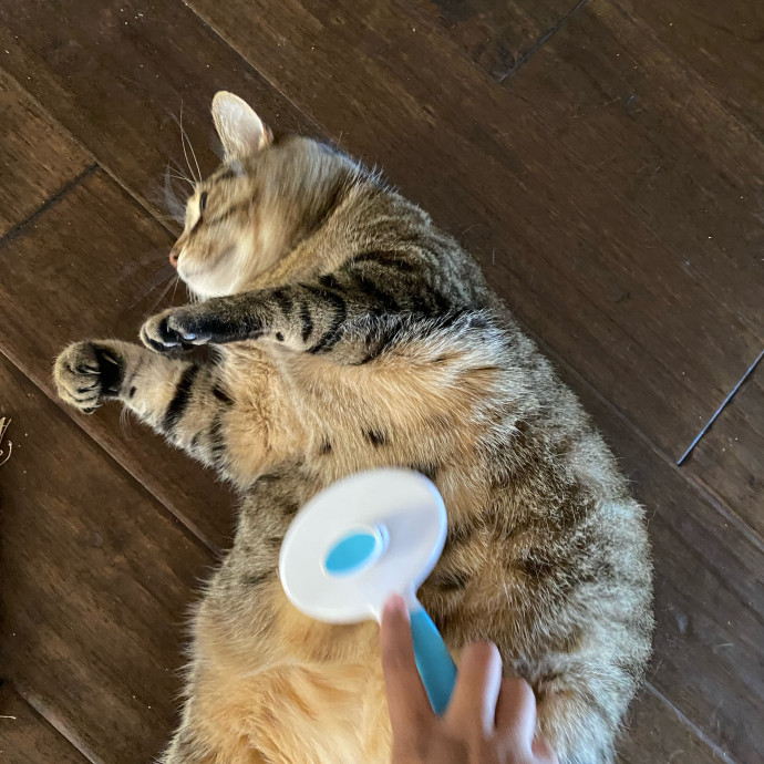 Dedicated Cat Butler