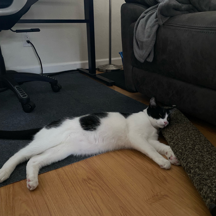 Dedicated Cat Butler