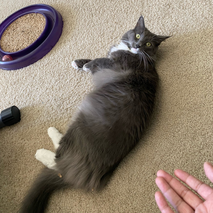 Dedicated Cat Butler