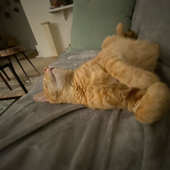 Dedicated Cat Butler