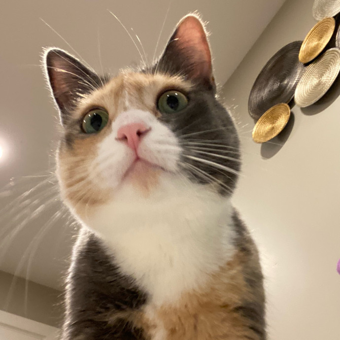 Dedicated Cat Butler