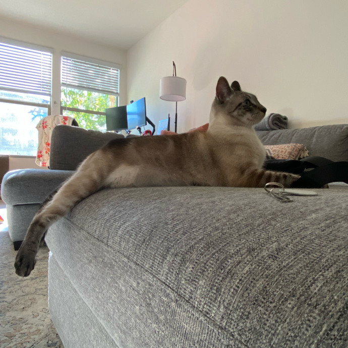 Dedicated Cat Butler