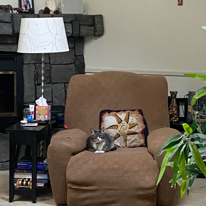 Dedicated Cat Butler