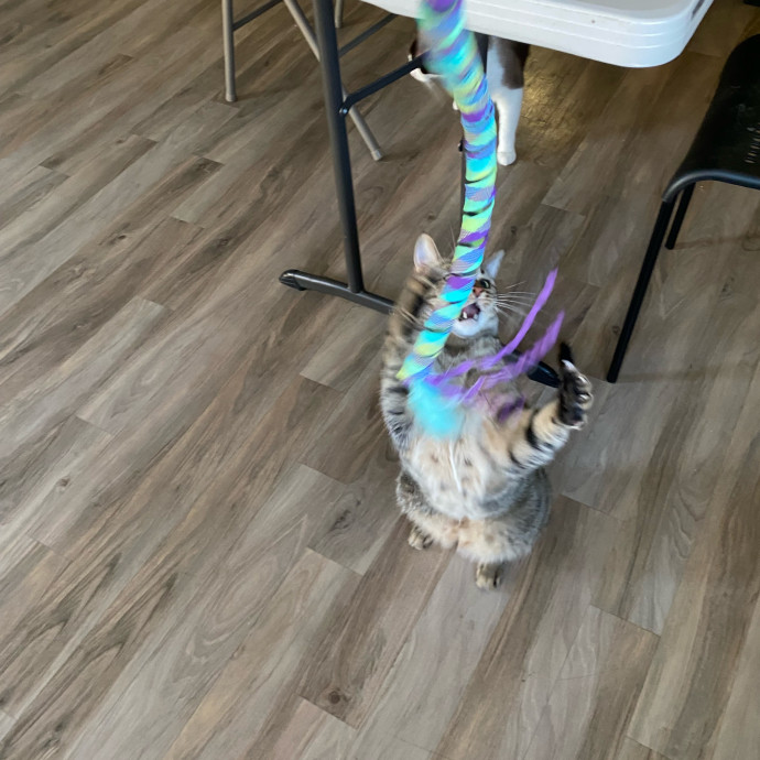 Dedicated Cat Butler