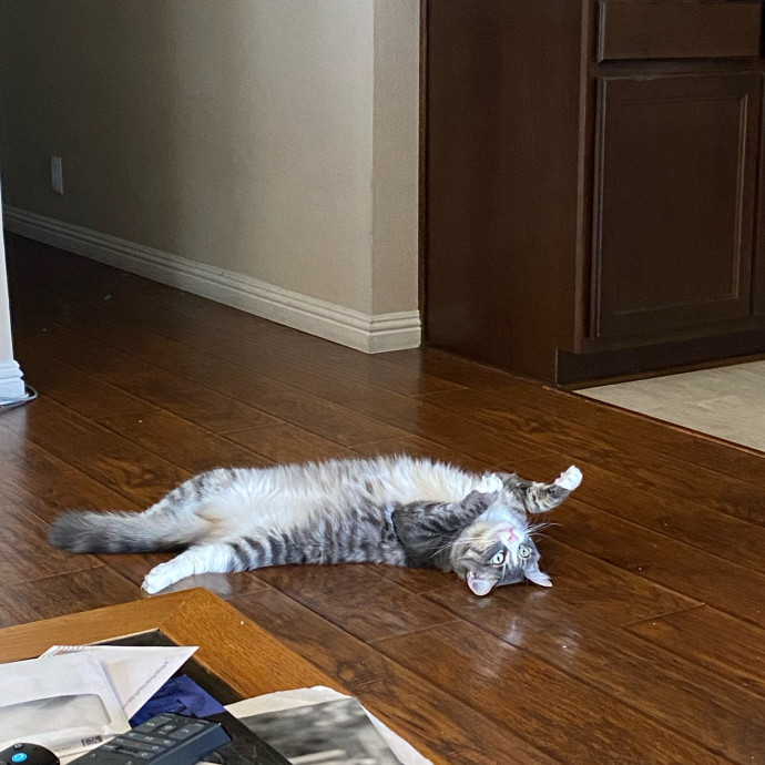 Dedicated Cat Butler