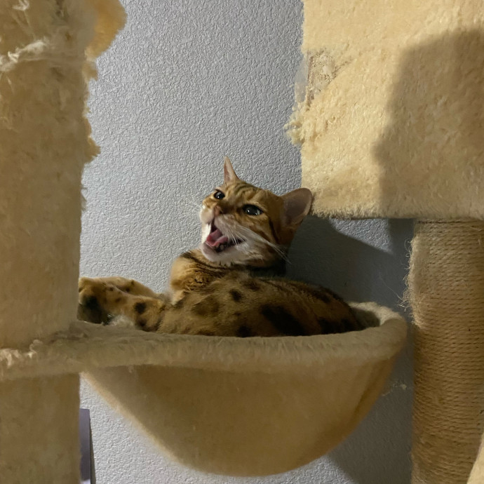 Dedicated Cat Butler