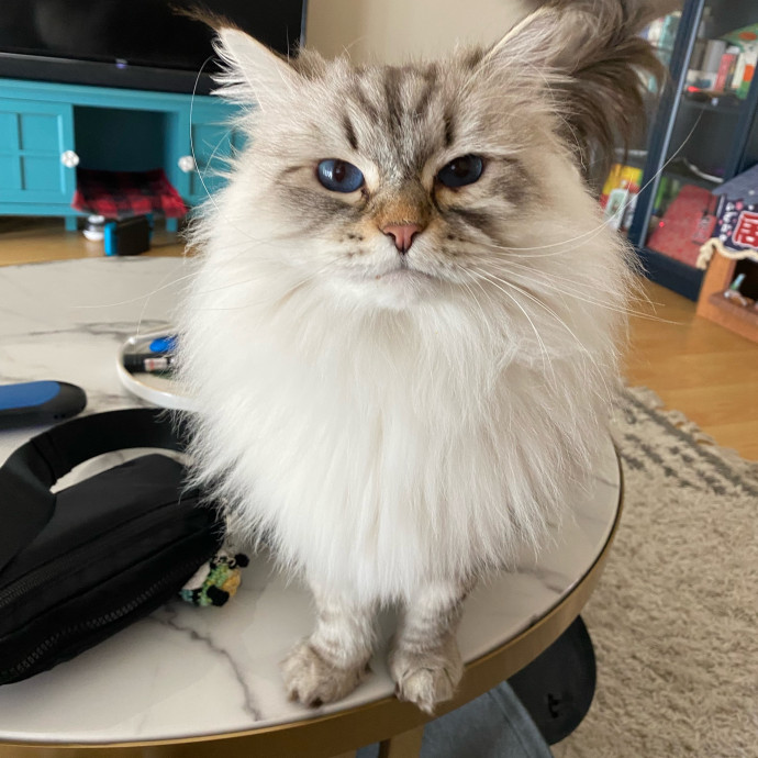 Dedicated Cat Butler