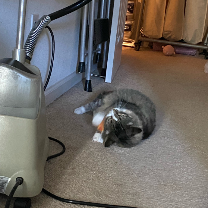 Dedicated Cat Butler