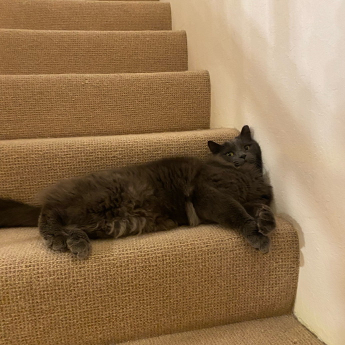 Dedicated Cat Butler