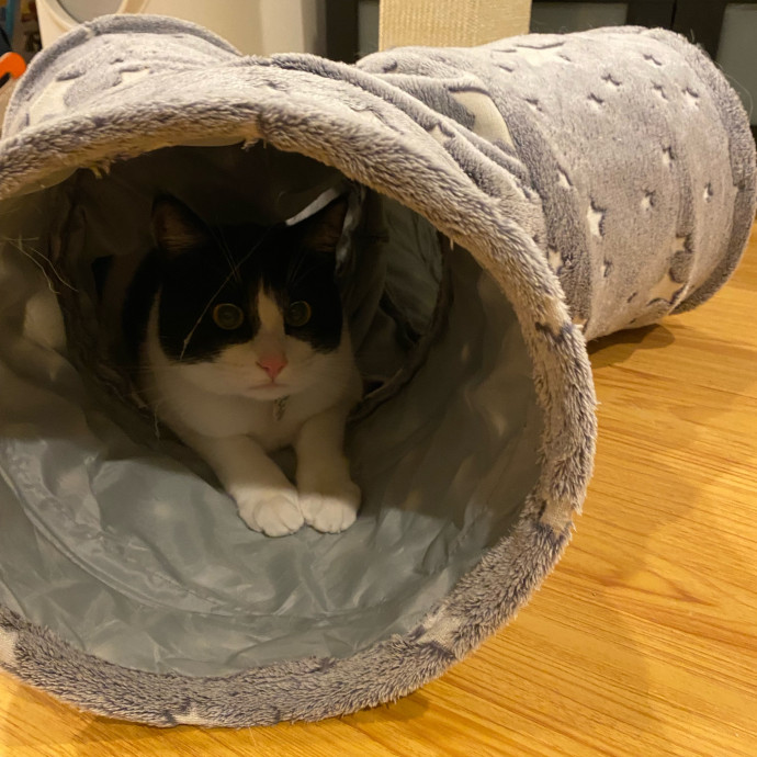 Dedicated Cat Butler