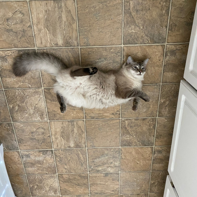 Dedicated Cat Butler