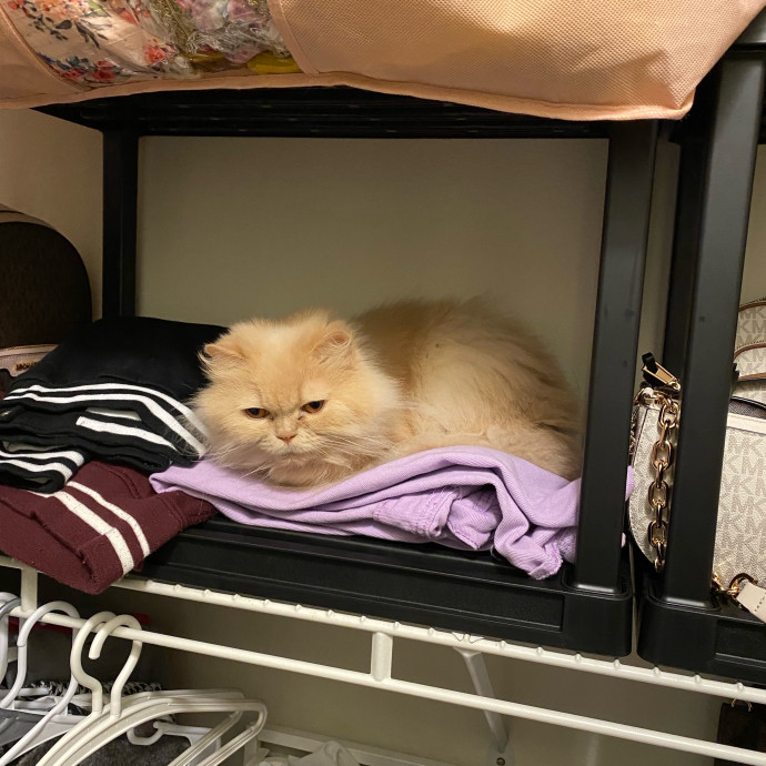 Dedicated Cat Butler
