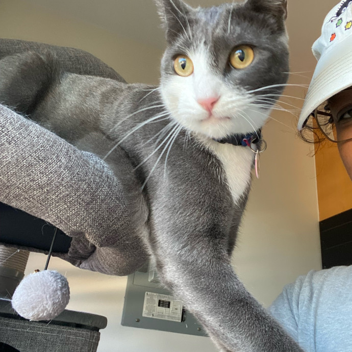 Dedicated Cat Butler
