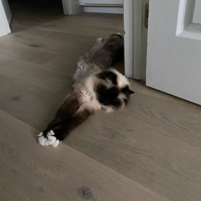 Dedicated Cat Butler