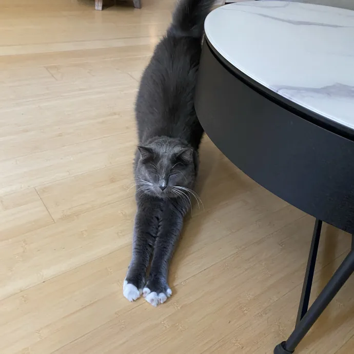 Dedicated Cat Butler