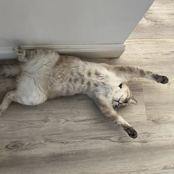 Dedicated Cat Butler