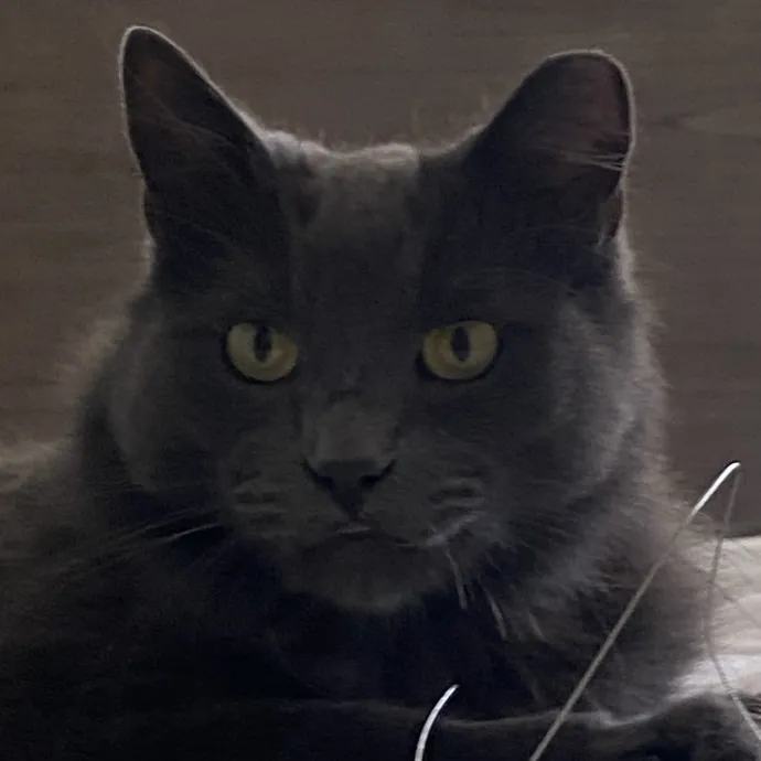 Dedicated Cat Butler