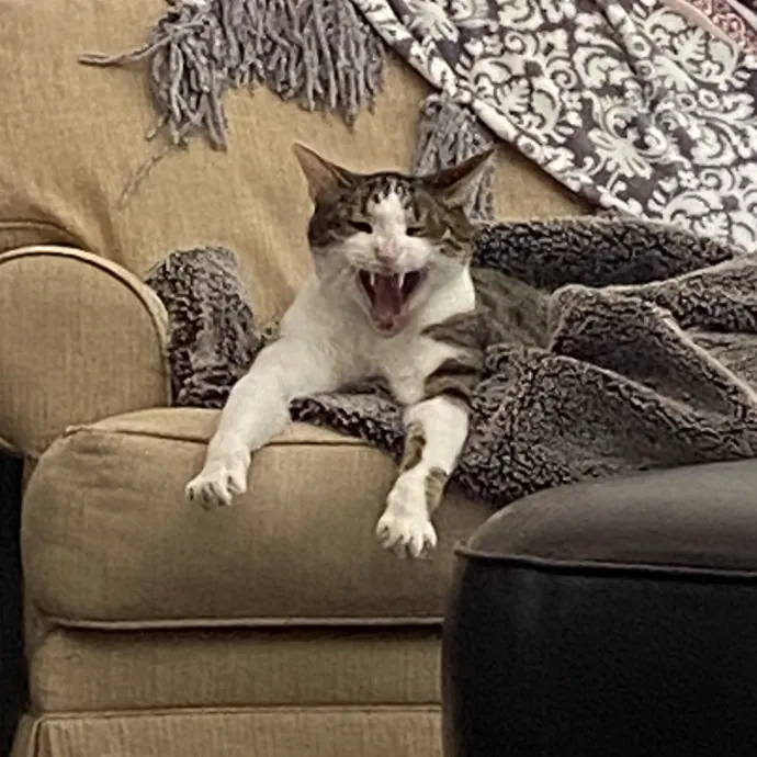 Dedicated Cat Butler