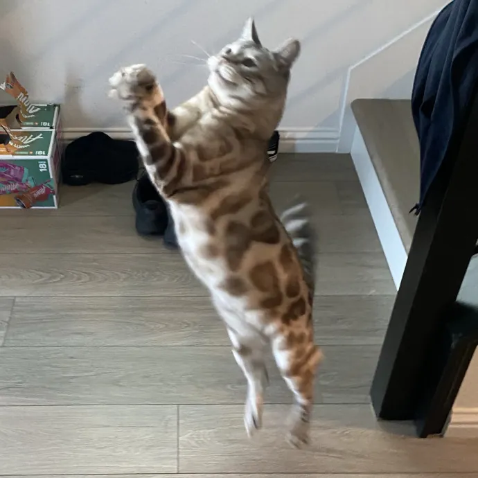 Dedicated Cat Butler