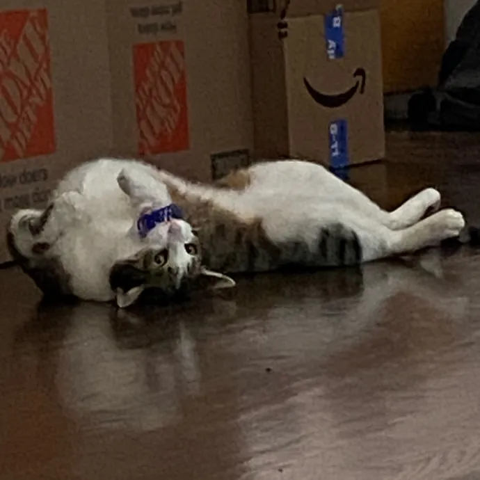 Dedicated Cat Butler