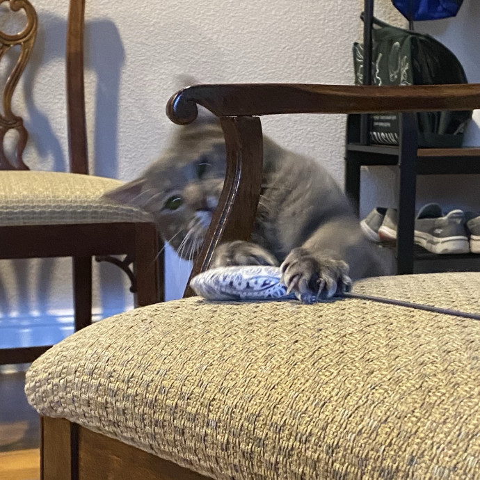 Dedicated Cat Butler
