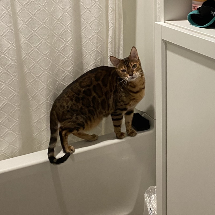 Dedicated Cat Butler