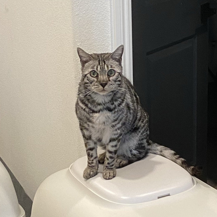 Dedicated Cat Butler