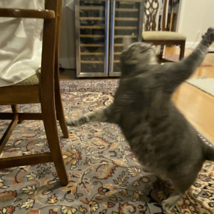 Dedicated Cat Butler