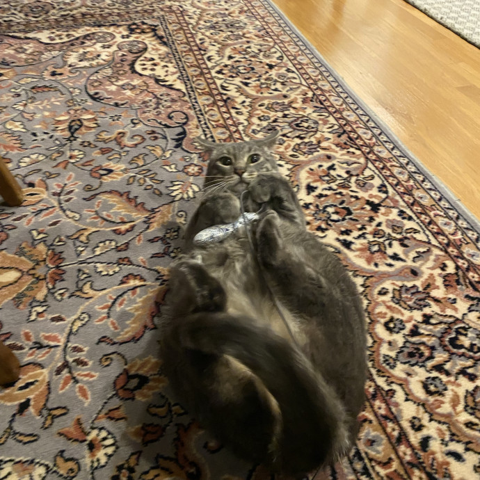 Dedicated Cat Butler photo 3
