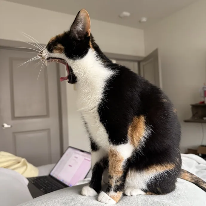 Purrfect Whisker Sitter photo 3