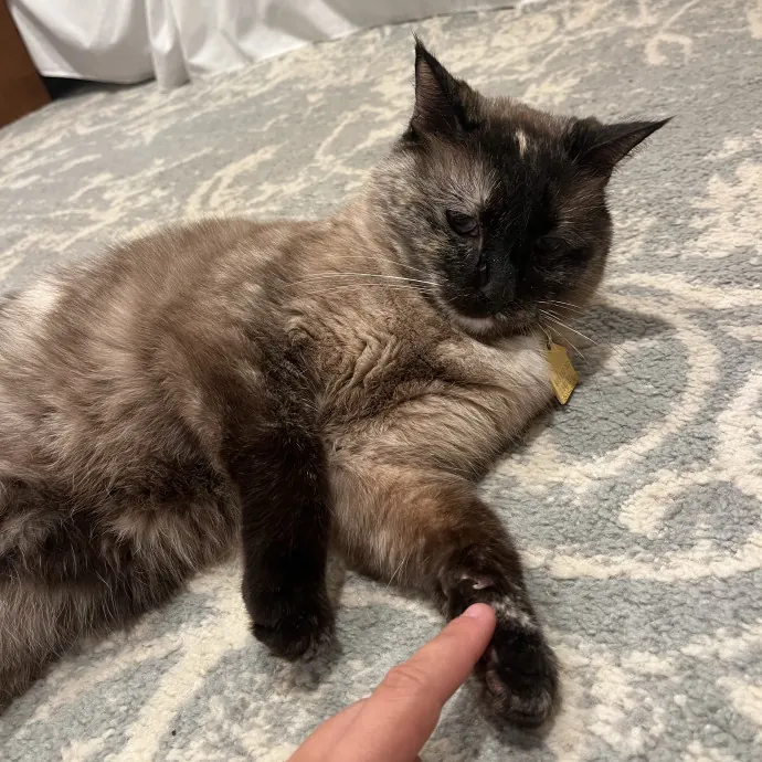 Compassionate Communicative Cat Care