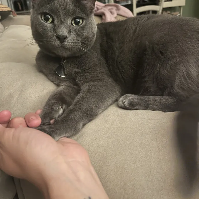 Compassionate Communicative Cat Care photo 4