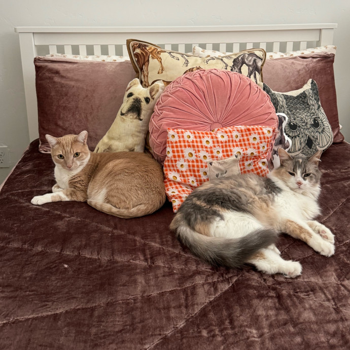 Ally's Cat Care