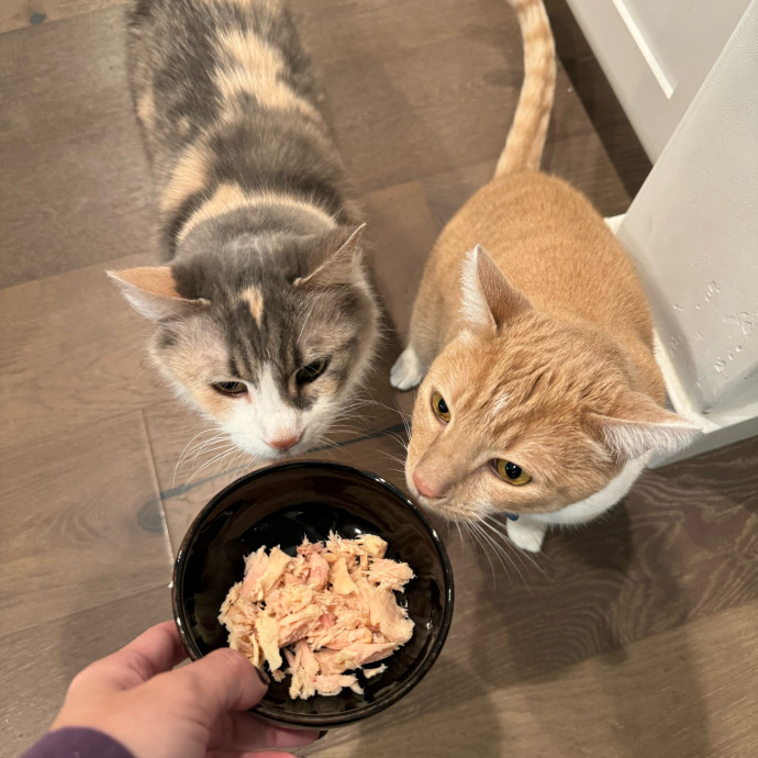 Ally's Cat Care