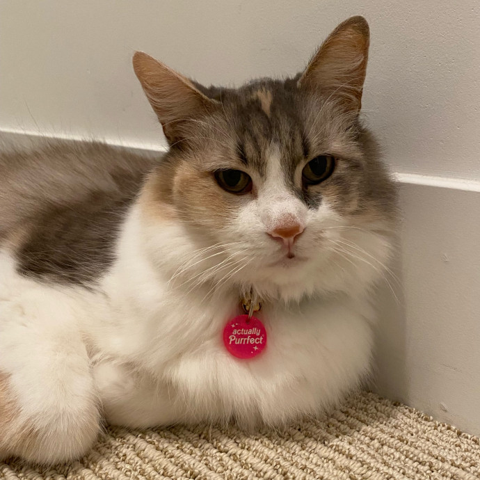 Ally's Cat Care photo 3