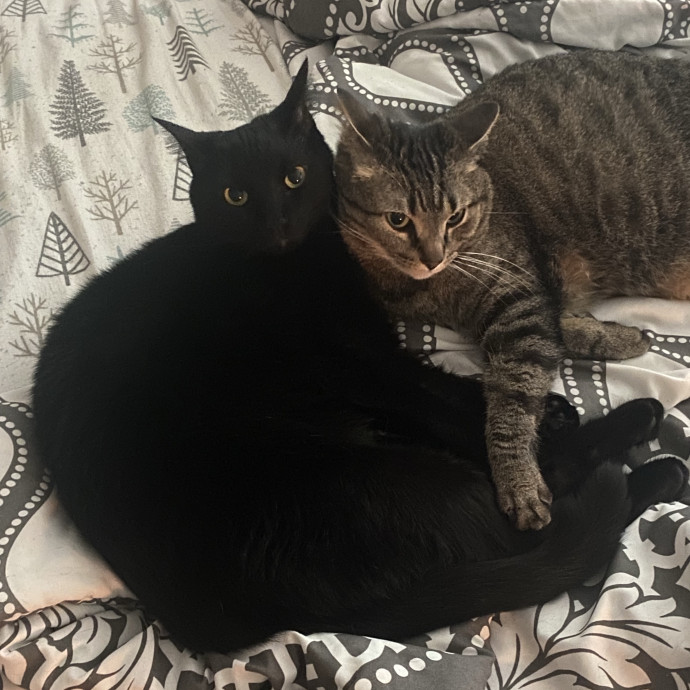 Experienced Cat Sitter You Can Trust