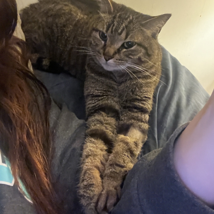 Experienced Cat Sitter You Can Trust