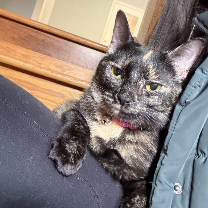 Experienced Cat Sitter You Can Trust photo 3